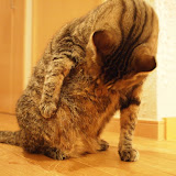 20120129Gustav