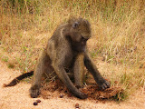 South Africa - 150.JPG