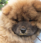 One of the reasons it's called 'paint brush', is because it can paint your little nose with pollen!  I suppose I'll need to teach you all about pollen in our next lesson.