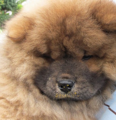 One of the reasons it's called 'paint brush', is because it can paint your little nose with pollen!  I suppose I'll need to teach you all about pollen in our next lesson.