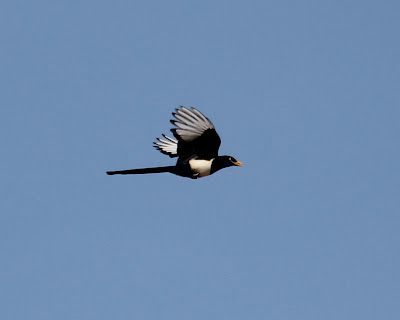 MY MOST-WANTED CA BIRD: Yellow-billed Magpie!!!