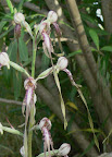 orchidsdetails.jpg