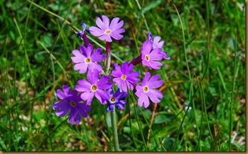 Primula halleri Primula halleri