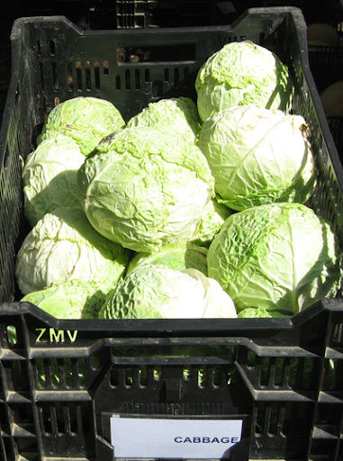 Cabbages, helpfully labeled. These were savoy.