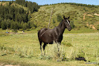 Black beauty?