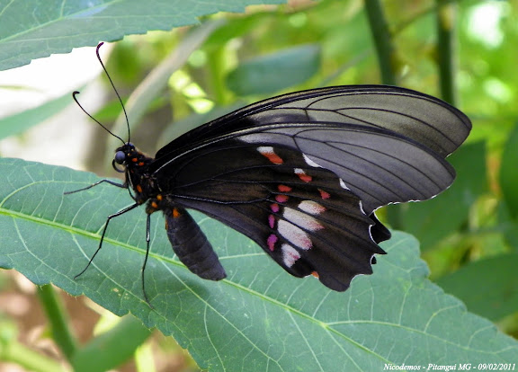 Papilio (Heraclides) anchisiades capys (HÜBNER [1809]), femelle. Pitangui (MG, Brésil), 9 février 2011. Photo : Nicodemos Rosa