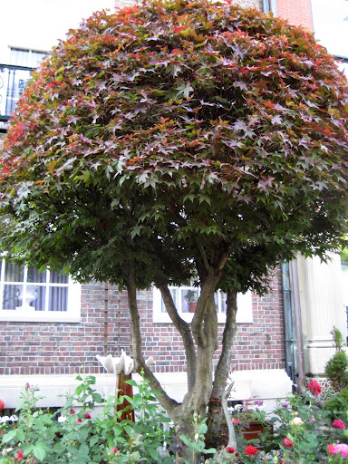 Pruned Maple