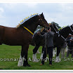 Shire & Heavy Horse