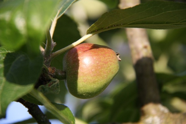appel appel