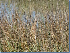 7090 Texas, South Padre Island - Birding and Nature Center - American Bittern