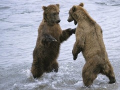 two-bears-standing_98911-480x360