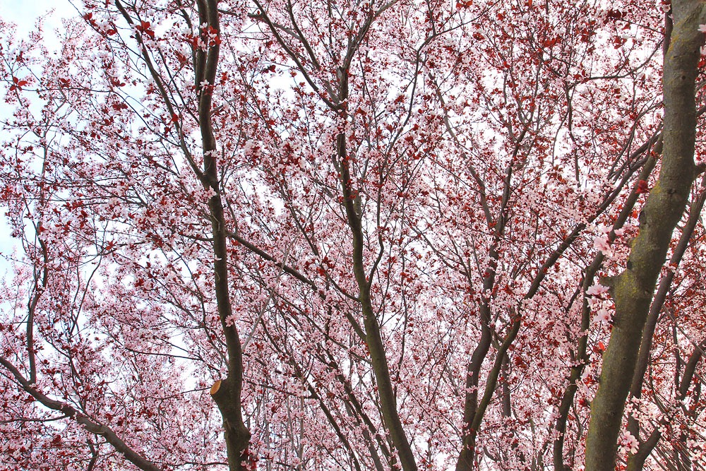 [130303_Prunus-cerasifera-Krauter-Vesuvius_06%255B6%255D.jpg]