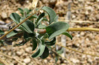 Sage in Joshua Tree (Photo taken by Bob Moore)