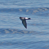Wilson's storm petrel