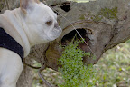 Isn't it interesting how this trailing vine is growing our of the tree's knot hole? It must be very fertile in there. What are you looking at? Isn't it interesting how this trailing vine is growing our of the tree's knot hole? It must be very fertile in there. What are you looking at?