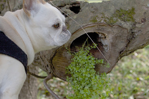 Isn't it interesting how this trailing vine is growing our of the tree's knot hole? It must be very fertile in there. What are you looking at? Isn't it interesting how this trailing vine is growing our of the tree's knot hole? It must be very fertile in there. What are you looking at?