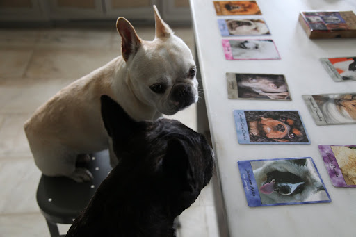 Francesca, we need to do something about this oversight!  We'll just have to make our own card so that Frenchies everywhere can be represented!