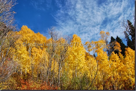 DSC_0732 DSC_0732