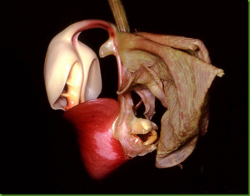 Coryanthes_leucocorys_Orchi_02 Coryanthes_leucocorys_Orchi_02