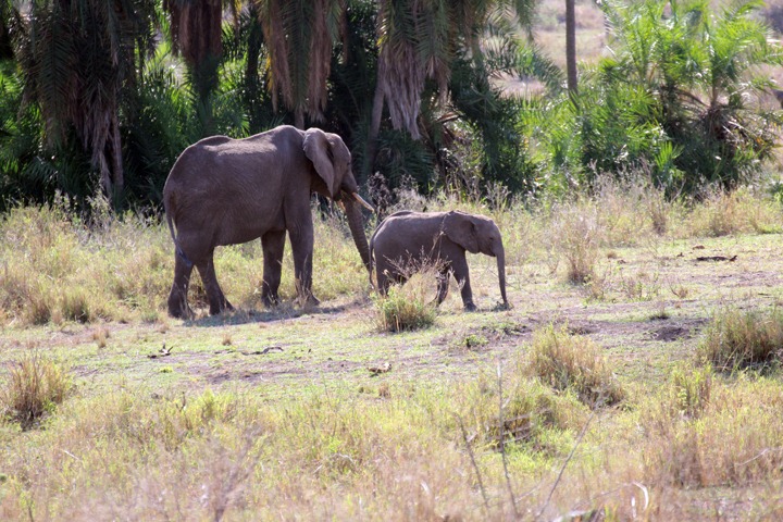 [October-18-2012-Mom--baby-elephant3.jpg]