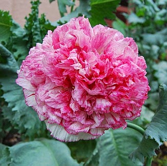 [Flemish-antique4.jpg]