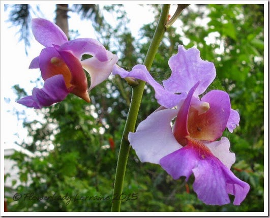 03-16-vanda-miss-joachim2