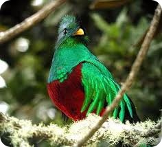 quetzal