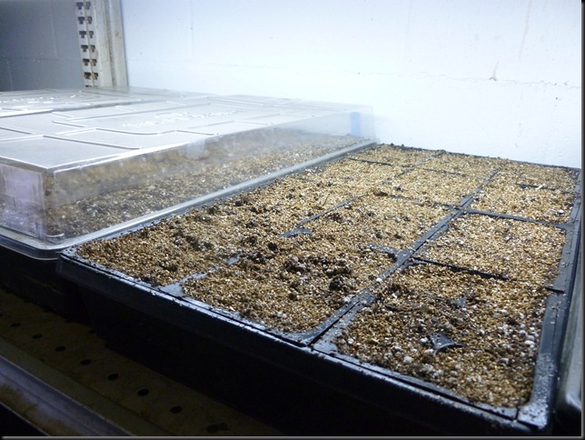 planted; topped with vermiculite
