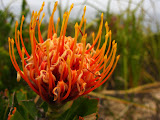 South Africa - 300.JPG
