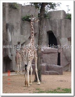(27) giraffe