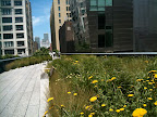 Wildflower path along the High Line.