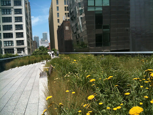Wildflower path along the High Line.