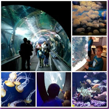 aquarium aquarium