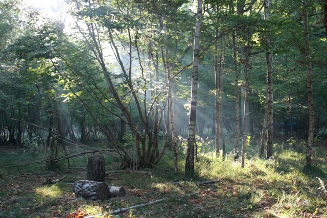 [woodlife19%255B3%255D.jpg]