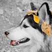 IMG_4585-Edit copy.jpg