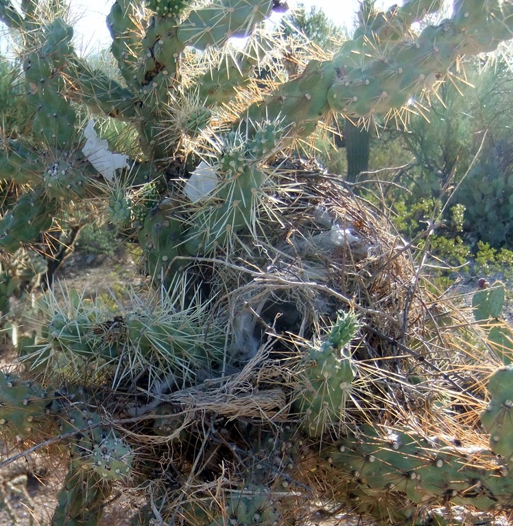 [messy-cactus-wren-nest-8-29-2011-7-5%255B2%255D.jpg]