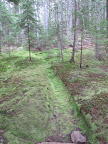 That book Ryan had said that mushrooms like to grow in cool, damp places.  How about we search in this drainage area?