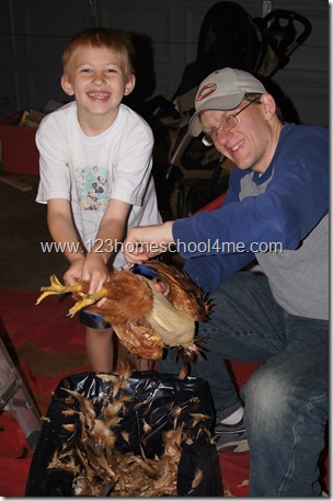 plucking the chicken plucking the chicken