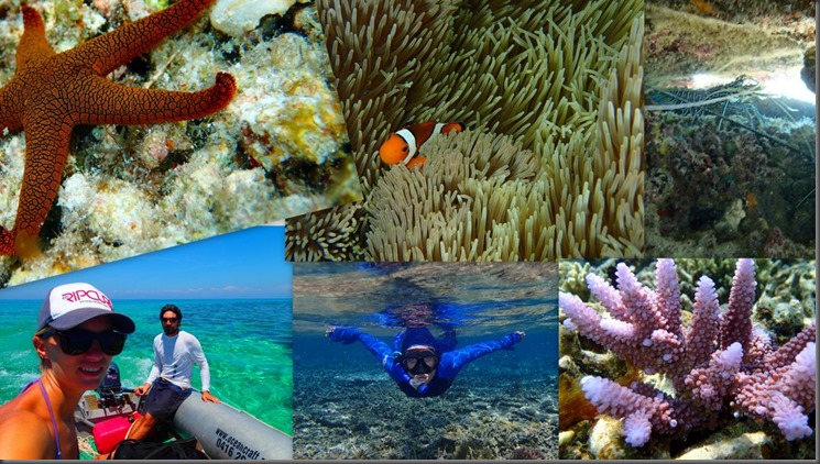 apo reef snorkeling scuba collage