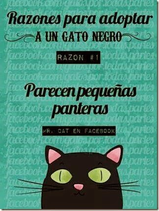 pq tener un gato negro cosasdivertidas (14) imagenes divertidas de gatos