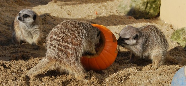 [Cropped%2520%2526%2520resized%2520DSC_0897%255B3%255D.jpg]