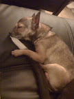 My pit bull sister's tail makes a nice cuddle partner too!  She's alot bigger than me but is always gentle when we play!
