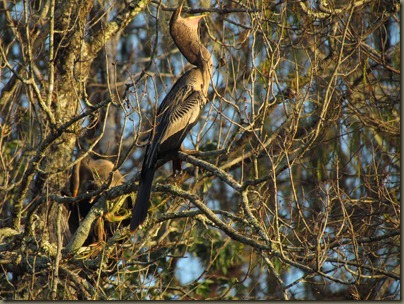 anhinga