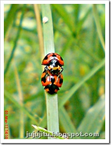 ladybird mating 09