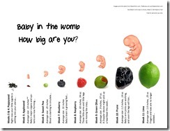 Fetal Size Chart wk1-11