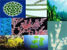 algae group algae group