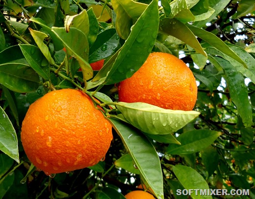 [apelsin-kitajskoe-yabloko_1%255B11%255D.jpg]