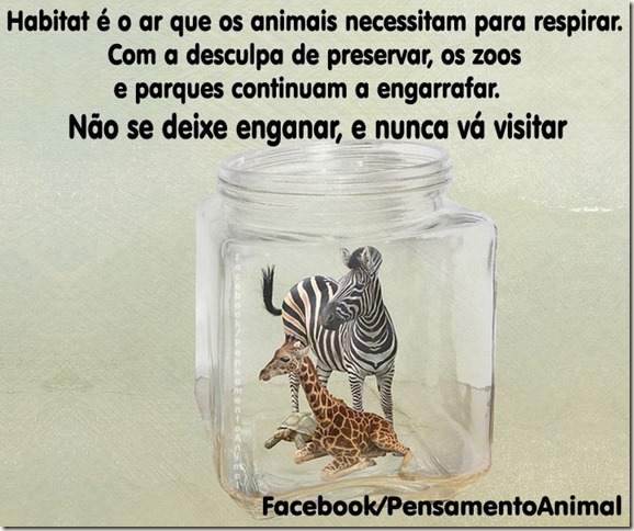 zoo zoo