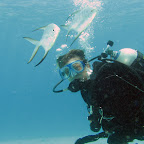 Lots of palometa fish @ Buddy reef