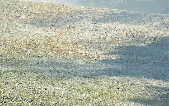[Frosty_Field_Oct30%255B9%255D.jpg]